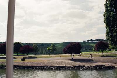 Vineyards rising above the Moselle riverside path — Moselle valley, Luxembourg (1-3 July 2000)