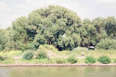 A heron flying past trees along the Moselle — Moselle valley, Luxembourg (1-3 July 2000)