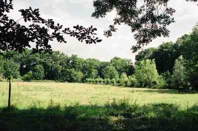 A grassy clearing ringed by summer woodland — Netherlands, The Netherlands (19-26 June 2000)