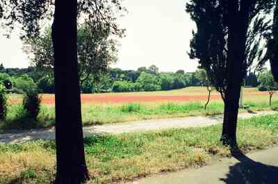 Poppy field framed by trees in the countryside — Roman countryside, Italy (late May 2000)