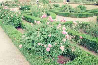 Pink peonies and clipped hedges in a formal garden — Florence, Italy (26-27 May 2000)