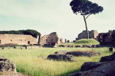 Grassy ruins and an umbrella pine on the Palatine — Rome, Italy (21-27 May 2000)