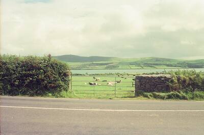 Cattle resting in a green field above a sea inlet — Dingle Peninsula, Ireland (4-9 July 2000)