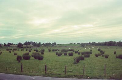 Sheep grazing a tussocky green field by a country road — rural Ireland, Ireland (29 June - 6 July 2000)