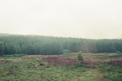 Purple heather moor before a dark conifer plantation — Scottish Highlands, Scotland (late July 2000)