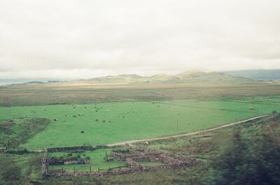 Cattle grazing green fields below bare rounded hills — Scottish Highlands, Scotland (late July 2000)