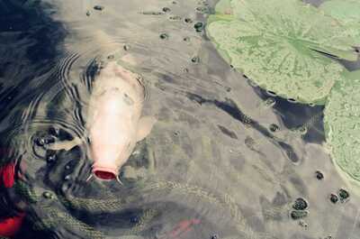 A pale koi rising in an Oxford garden pond — Oxford, England (August 2000)