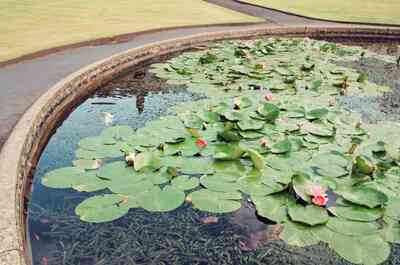 Water lilies blooming on an Oxford college pond — Oxford, England (August 2000)