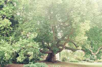 A great spreading tree in an Oxford college garden — Oxford, England (August 2000)