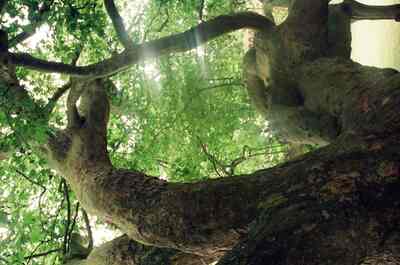 Looking up through the limbs of a great garden tree — Oxford, England (August 2000)