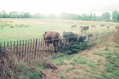 Cattle at a fence in a misty cattle pasture — Welsh/English countryside, Wales (August 2000)