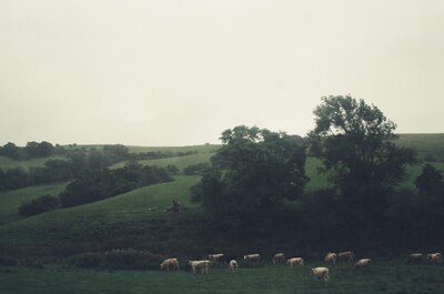 Cattle grazing among rolling green Welsh hills — Welsh/English countryside, Wales (August 2000)