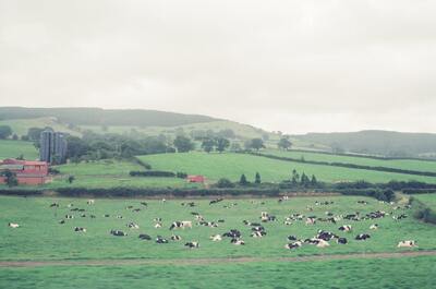 A dairy herd resting in green pastures with a farm — Welsh/English farmland, Wales (August 2000)