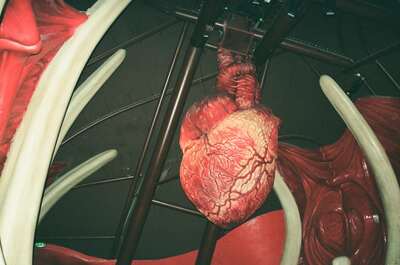 A model human heart hanging inside the Body Zone — London, England (August 2000)
