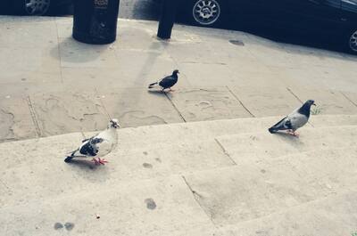 Three pigeons foraging on a city pavement — London, England (August 2000)