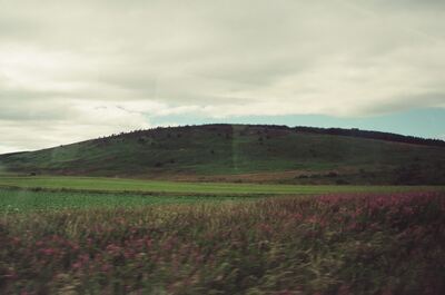 Pink fireweed flowers beside a low green hill — Aberdeen, Scotland (late July - early August 2000)