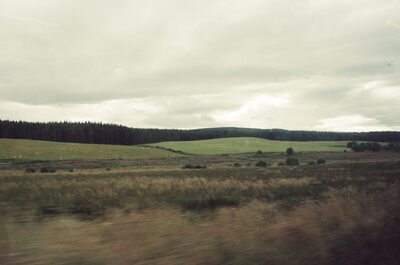 Sheep grazing rolling farmland below forested hills — Aberdeen, Scotland (late July - early August 2000)