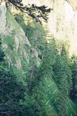 Looking down a steep forested mountainside — Fussen, Germany (19-21 June 2000)