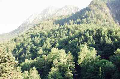 Forested slopes rising toward grey mountain crags — Fussen, Germany (19-21 June 2000)