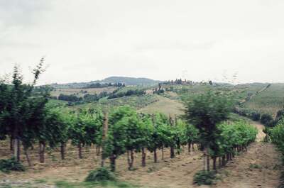 Vineyards and cypress hills of the Tuscan countryside — San Gimignano, Italy (6-10 June 2000)