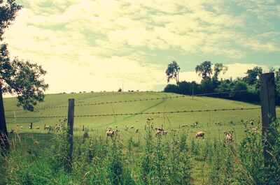 Sheep grazing in a hillside pasture behind a barbed fence — England, England (August 2000)