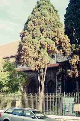 Tall pine trees shading an old building — Nice, France (13-20 July 2000)